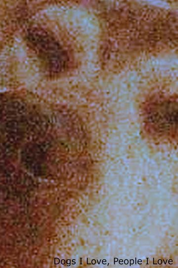 Dogs I Love, People I Love