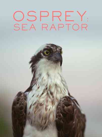 Osprey: Sea Raptor Poster