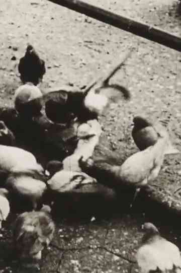 The Aviary (Short Sound Version) Poster