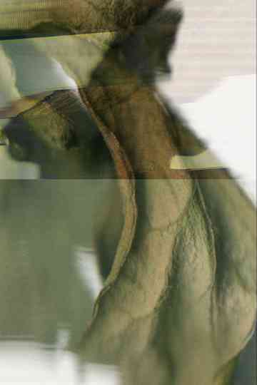 Um Minuto e Meio de Folhas em um Escâner Poster