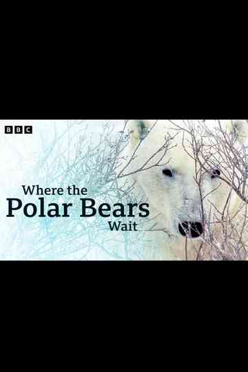 Where the Polar Bears Wait Poster