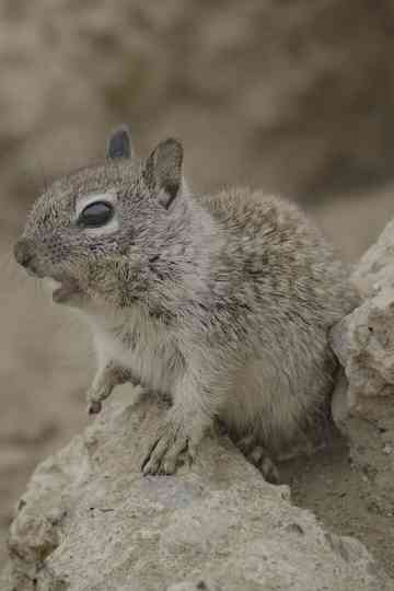 San Diego: America's Wildest City Poster