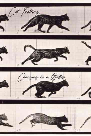 Cat Trotting, Changing to a Gallop Poster