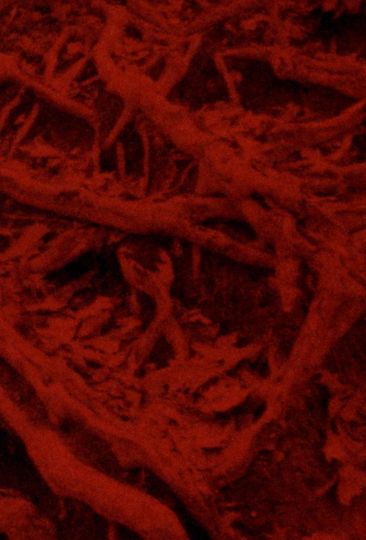 Language of the Entrails