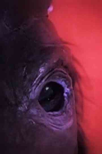 Dog Day - Rome Poster