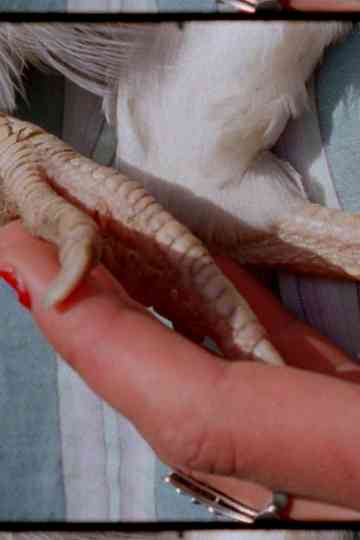 Haelgung - LeoniLeoni Poster