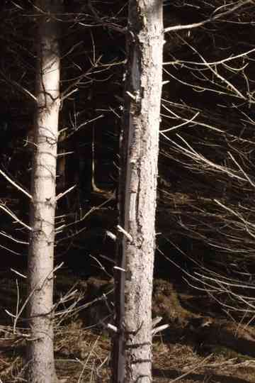 Recreational Forest Poster