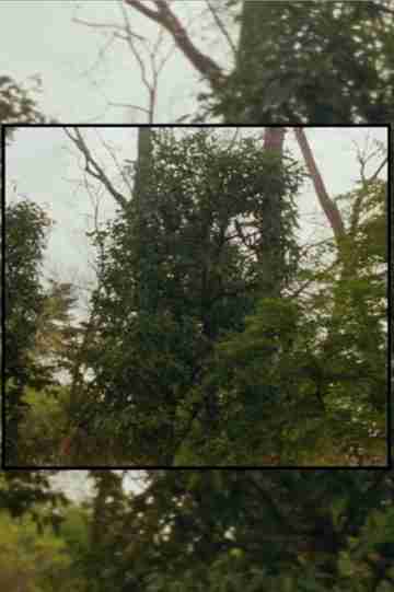 Available Light Poster