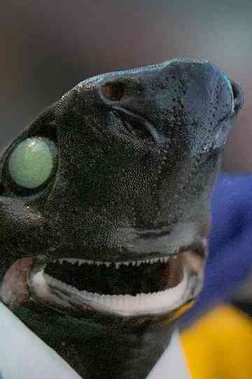 Alien Sharks: Return To The Abyss Poster