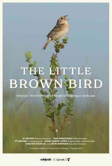 The Little Brown Bird Poster
