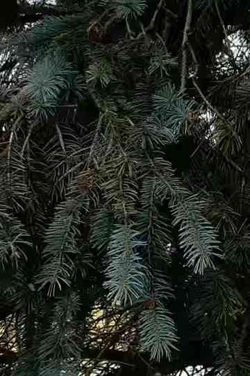 1.4K CHE GUEVARA Poster