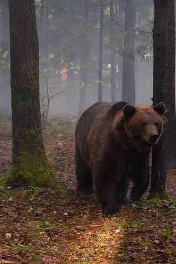 Papa Bear