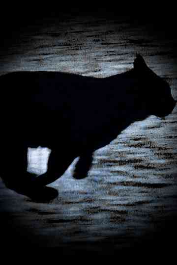 A Black Cat Escapes Poster