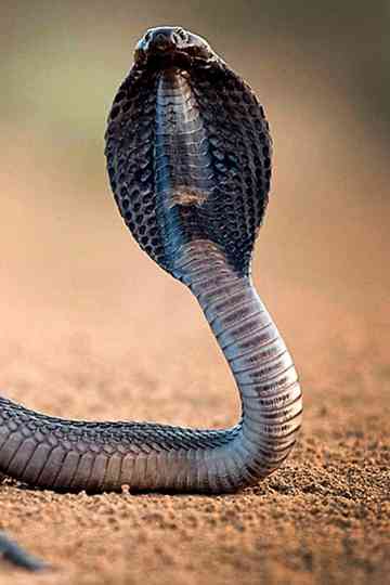 One Million Snake Bites Poster