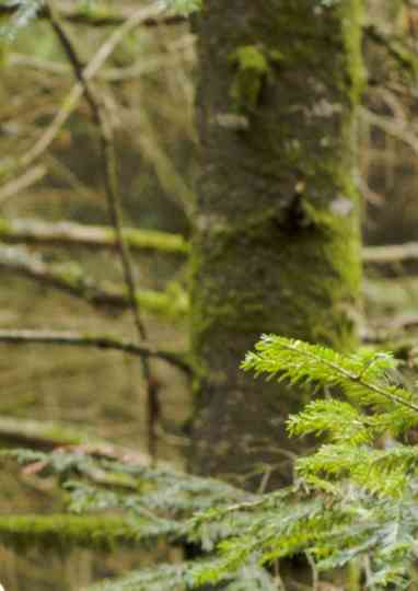 Coeur Glacé Battant Poster