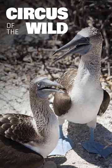 Witzig und wild - Die kuriosen Seiten der Tiere Poster