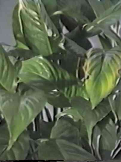 Table in September, or Part of an Incident Poster