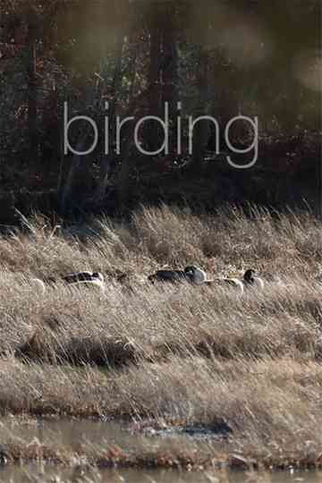Birding Poster