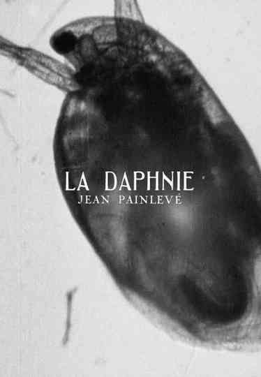 Daphnia Poster