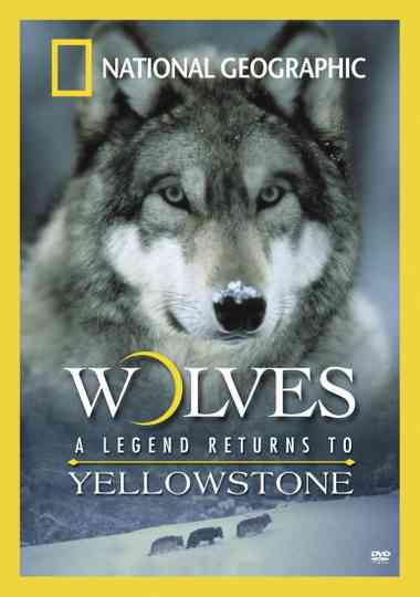 Wolves: A Legend Returns to Yellowstone Poster