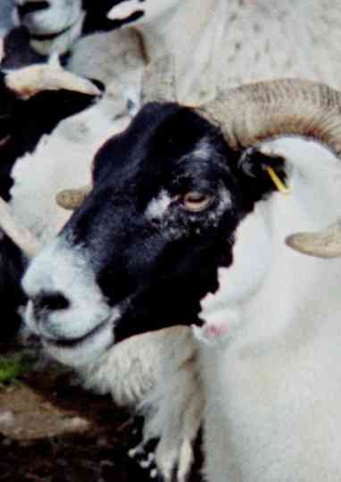 Passing Clouds Poster