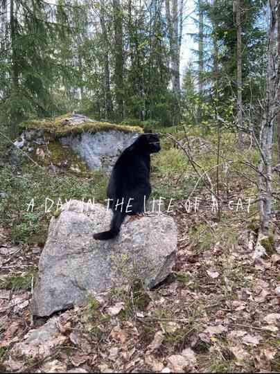 A Day in the Life of a Cat Poster