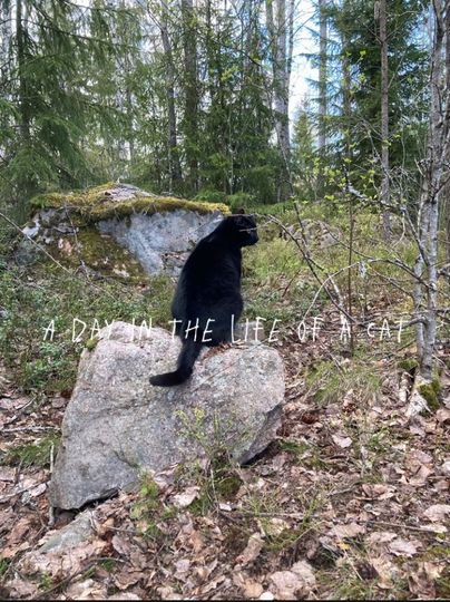 A Day in the Life of a Cat