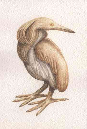 The Golden Squacco Heron Poster