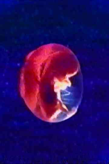 Audio and Visual Experiment 23 Poster