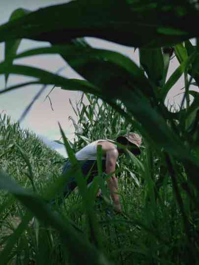 S.a.p.i.n.g.r.i.s. Poster