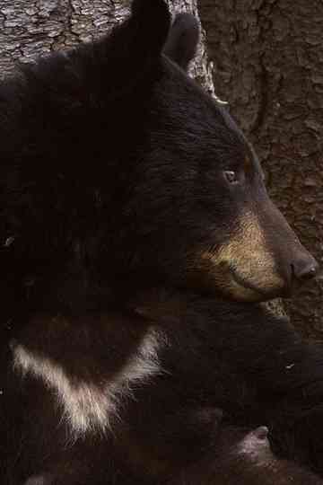 L'Ourse Noire et le Bout du Monde Poster
