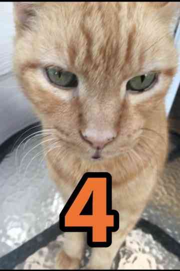 The Adventures of Murphy the Cat #4 Poster