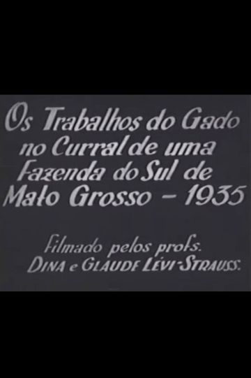 Cattle Work in the Corral of a Farm in Southern Mato Grosso