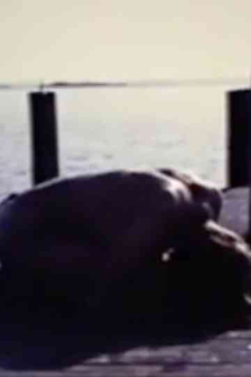 Homage To Edvard Munch And All My Dead Children Poster