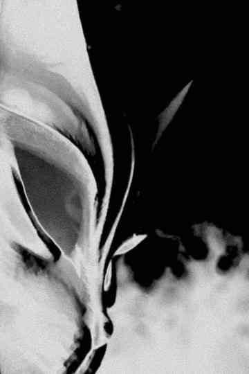 Cold Days From the Treetops Poster