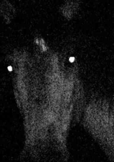 Voyage au pays des vampires Poster