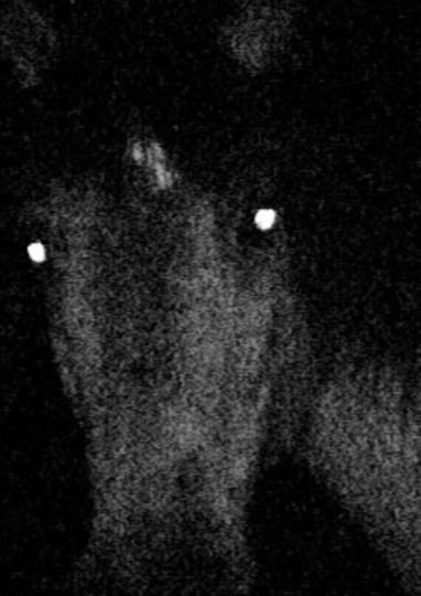 Voyage au pays des vampires