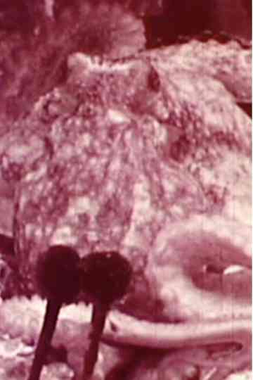 Aurora Borealis Poster