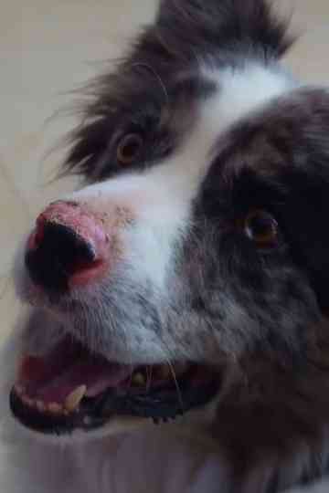 Día de perros Poster