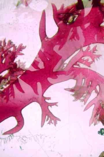 Velella Velella Poster