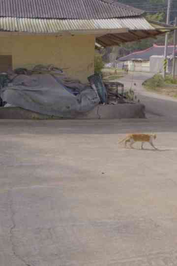 A House with Two Yards Poster