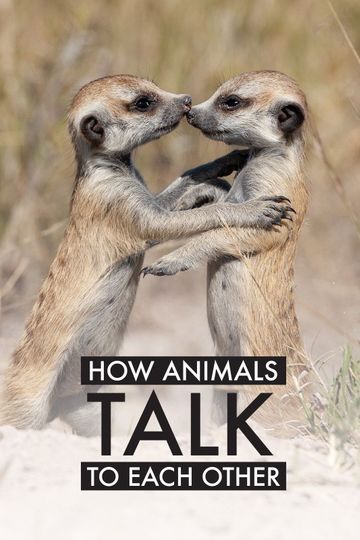 How Animals Talk To Each Other