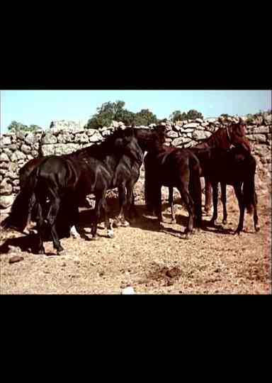 I cavallini della Giara Poster