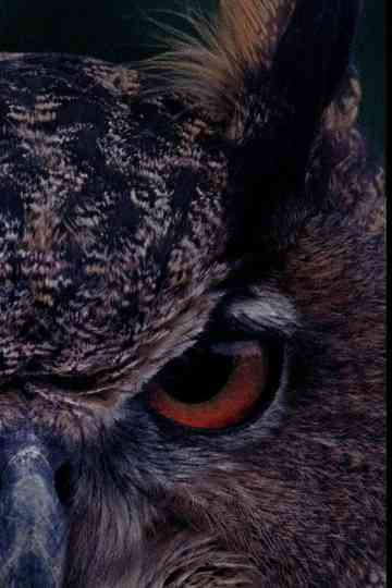 B for Bartleby Poster