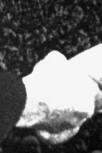 Mietersolidarität Poster