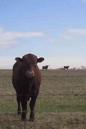 Cow Four Minutes Poster