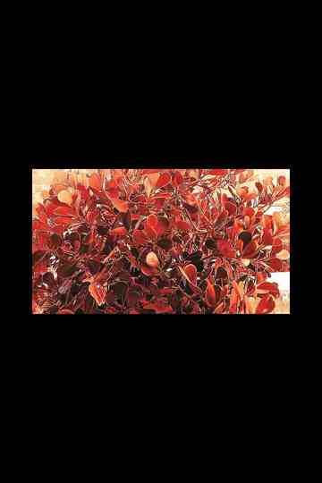 loop monótono Poster