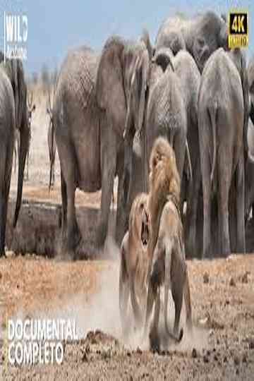 AFRICA - The Brutal Empire of Wildlife Poster