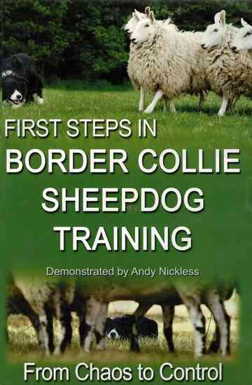 First Step in Border Collie sheepdog Training Poster