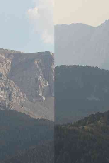 untitled (petal) Poster